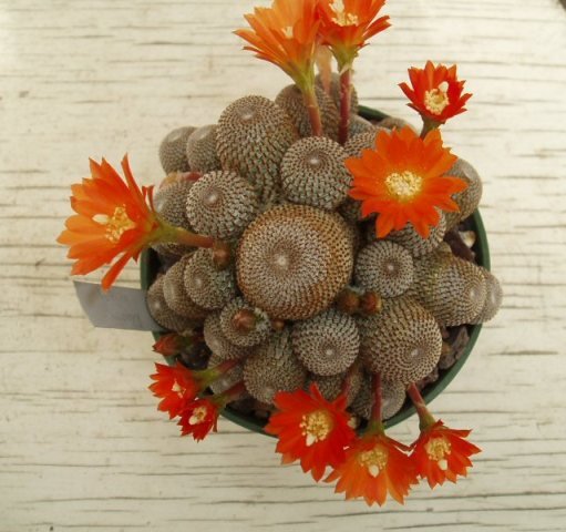 Rebutia_heliosa_2